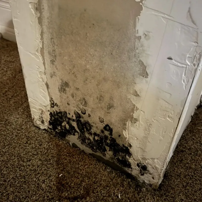 Professional Mold Removal in Jacksonville, AL